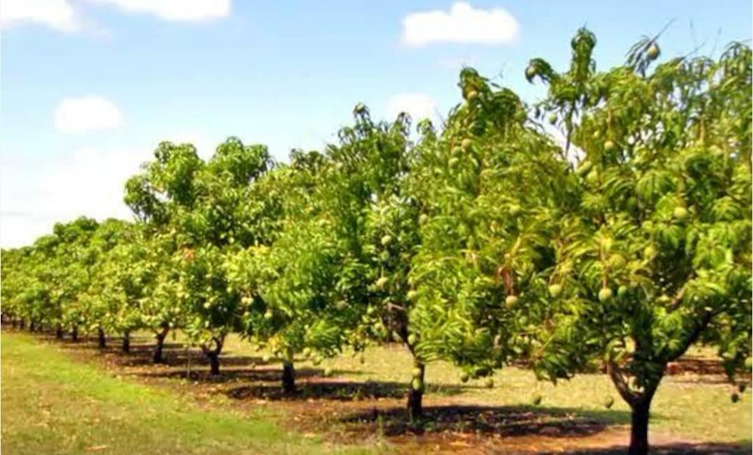 Hilltop Gardens Working Orchards